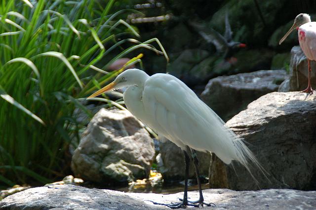 dierentuin emmen_1017